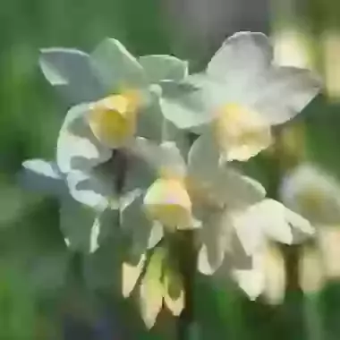 Silver Chimes